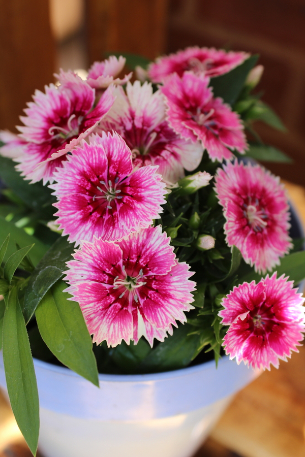 Chinese pink variety of dianthus growing in a white pot. - The Amazing Beauty Of Dianthus