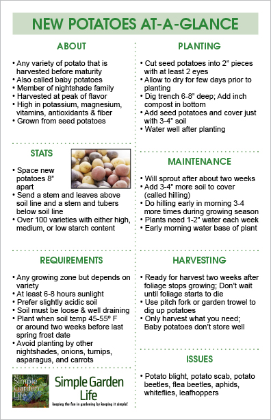 Our new potato at a glance printable guide that is all about planting,  growing, and harvesting new potatoes