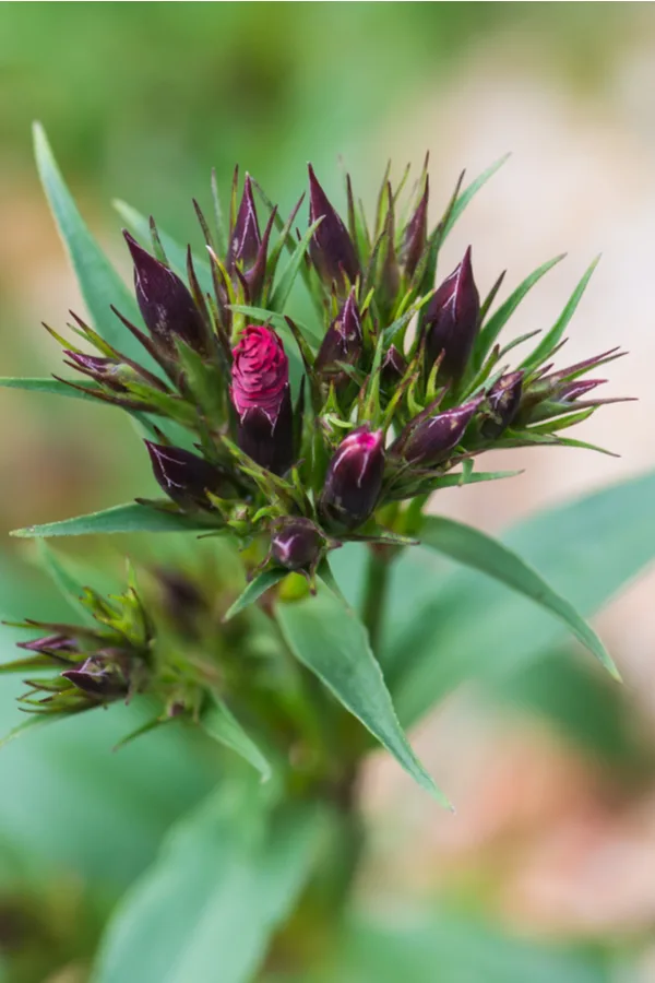 Dianthus about to bloom - The Amazing Beauty Of Dianthus