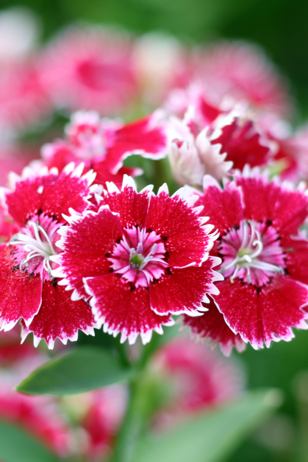 red dianthus flowers with white tips. showing the ragged bloom edges.