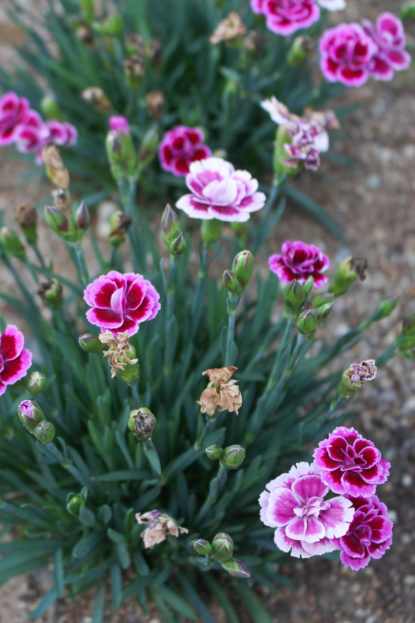dianthus flowers with spent blooms and fresh blooms - the Amazing Beauty Of Dianthus