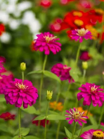 growing annuals from seed