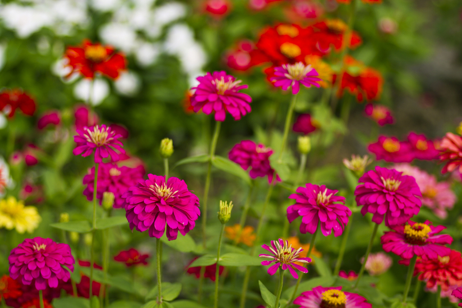 How To Grow Annual Flowers From Seed 4 Beautiful Annuals To Grow!