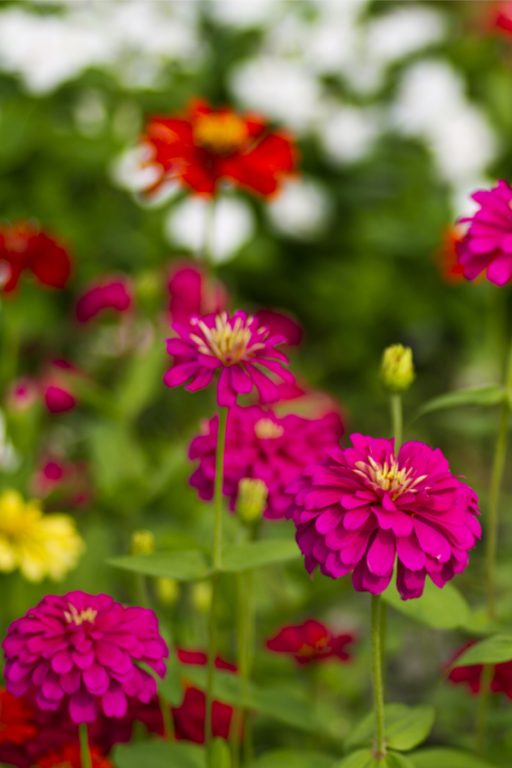 How To Grow Annual Flowers From Seed 4 Beautiful Annuals To Grow!