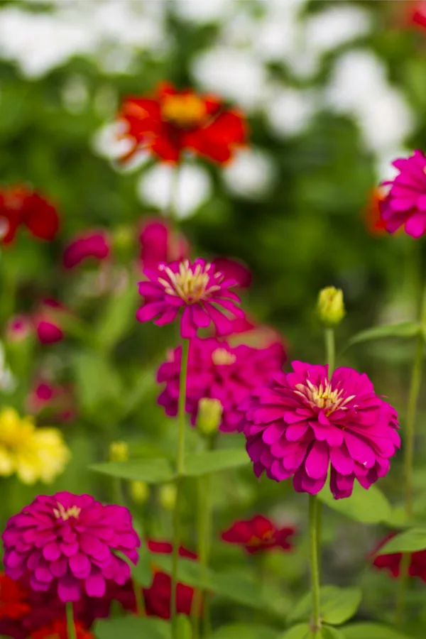 growing zinnias - 