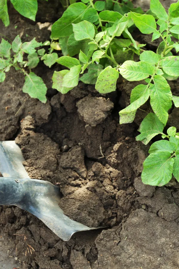 Harvest time! How to plant and grow new potatoes