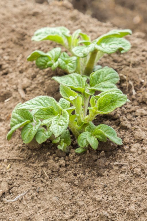 How To Plant & Grow New Potatoes - Harvest Baby Potatoes This Summer