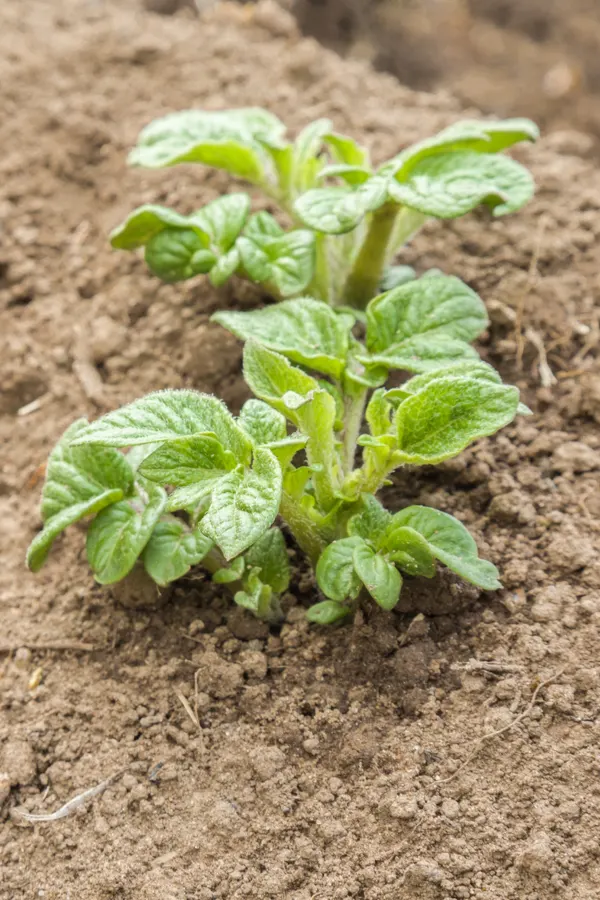 growing vegetables in the soil