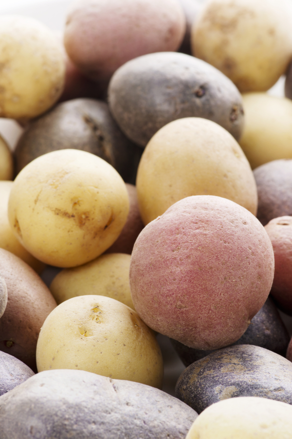 A pile of new potatoes in yellow, red, and purple colors. 