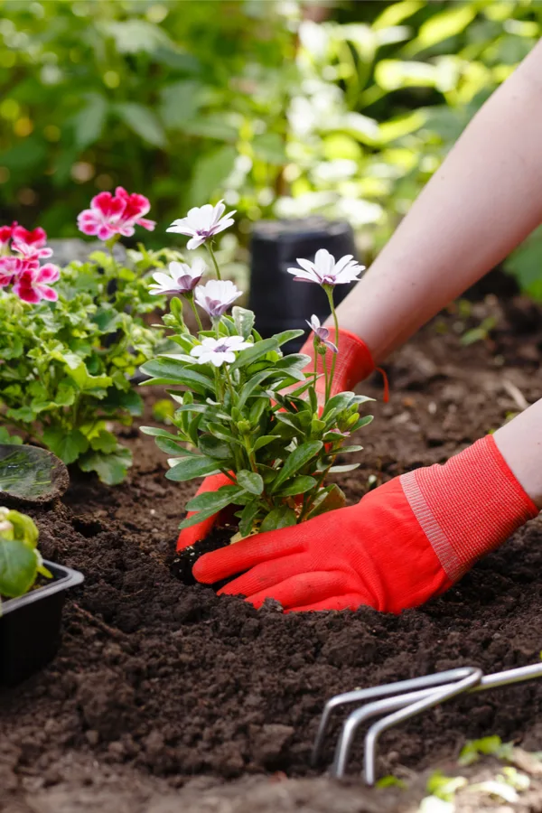 planting - how to harden off