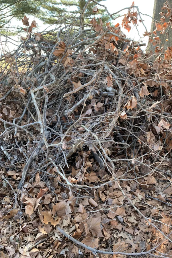 A brush pile or sticks and leaves