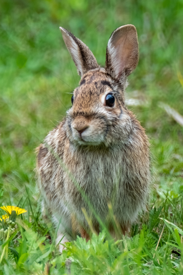 A brown and gray cottontail rabbit.