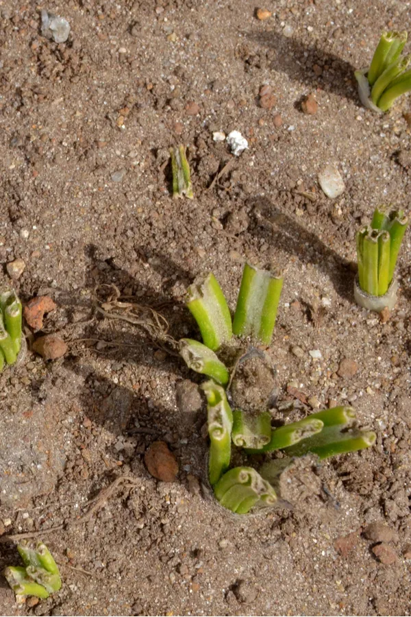 Tulips chewed off at their base from rabbits