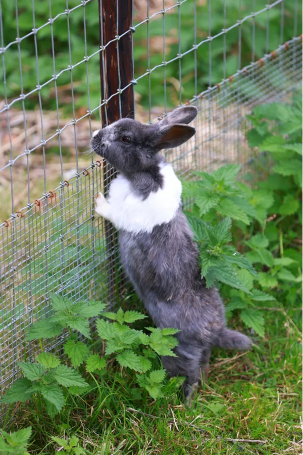 A rabbit standing up against a metal fence
