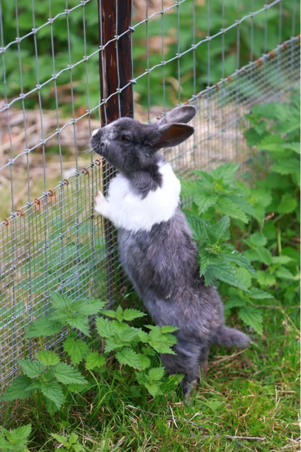 Rabbit fence store