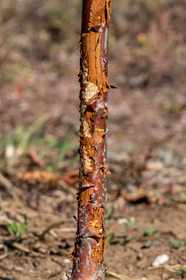 A cherry tree trunk that has rabbit chew marks.