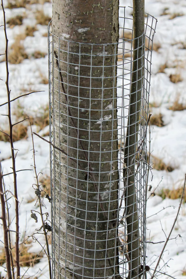 A welded wire cage wrapped around a tree trunk