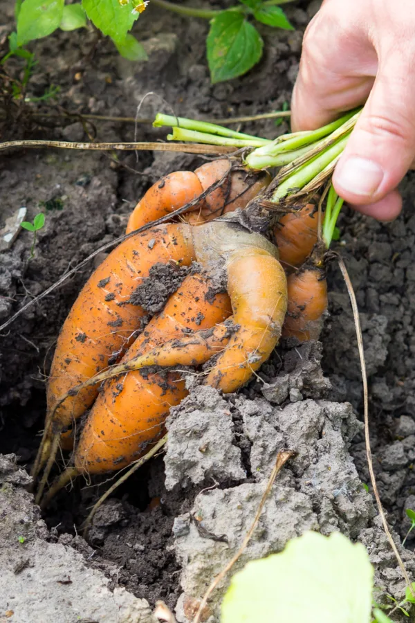 thin seed crops - A hand pulling deformed carrots out of the ground. 
