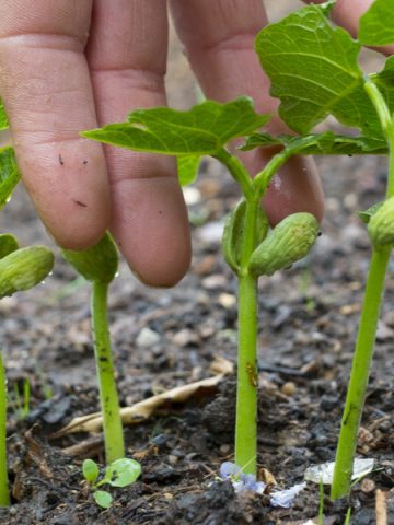 A male hand in front of green bean seedlings that need to be thinned