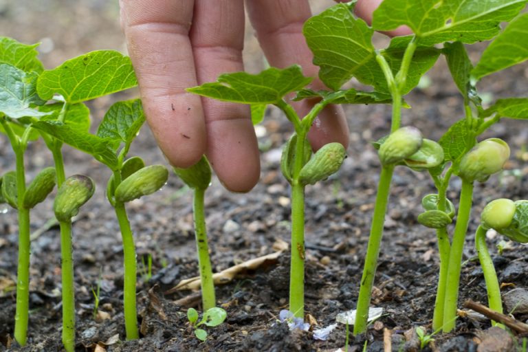 A male hand in front of green bean seedlings that need to be thinned