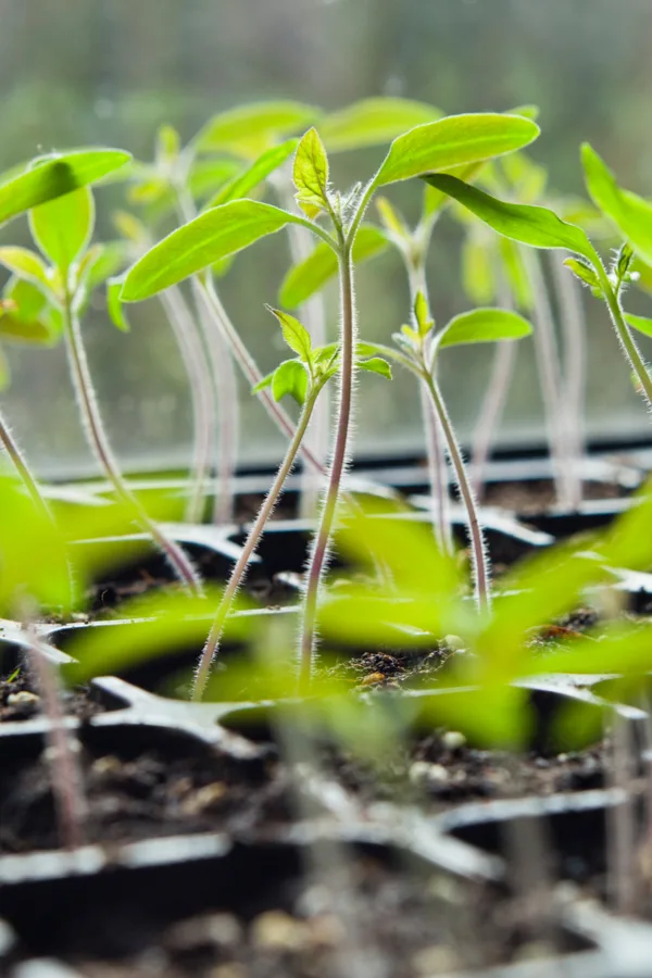 Leggy tomatoes in growing sells - how to thin seed crops
