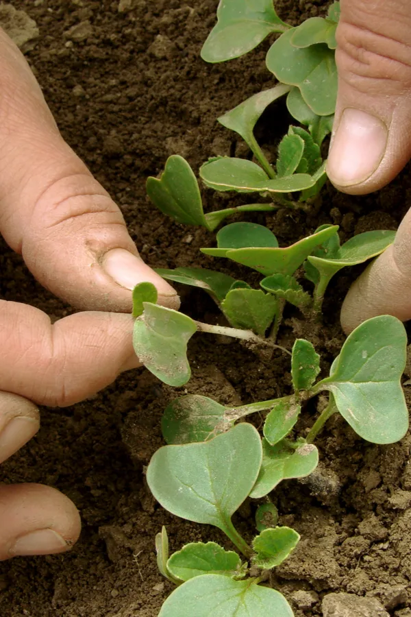 A male hand thinning seedlings - how to thin seed crops