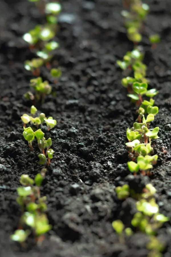 thin seed crops - Two rows of radish seedlings that are in dark black soil