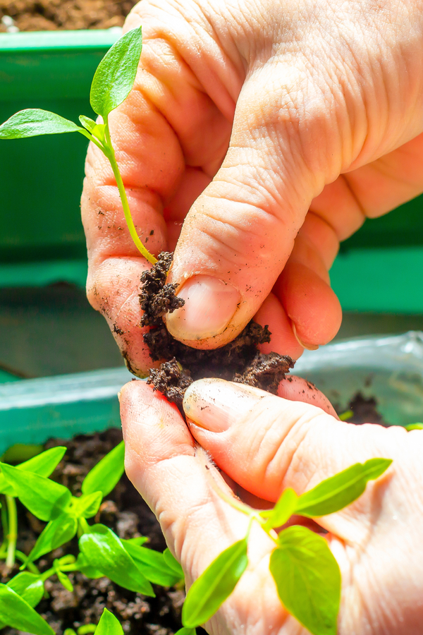 separating seedlings by taking them apart. two hands pulling them apart - thin seed crops
