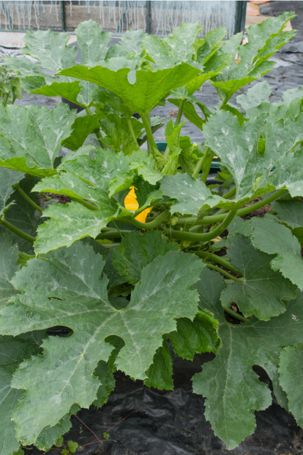 A large zucchini plant
