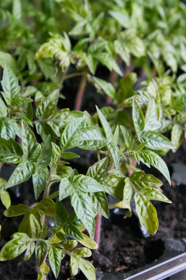 tomato transplants