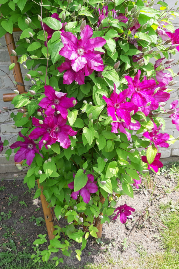 A clematis with bright pink blooms vining up a wooden trellis. 