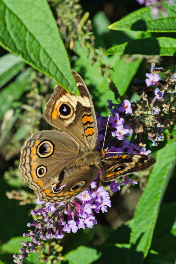 A purple butterfly bush providing food to a common buckeye butterfly.