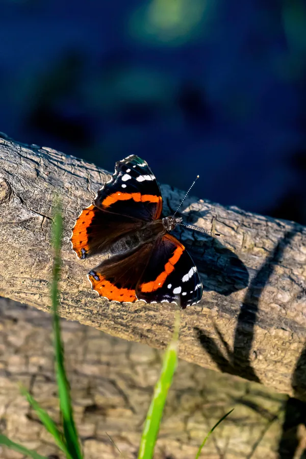 A black and orange butterfly sitting on a log in the sun. 