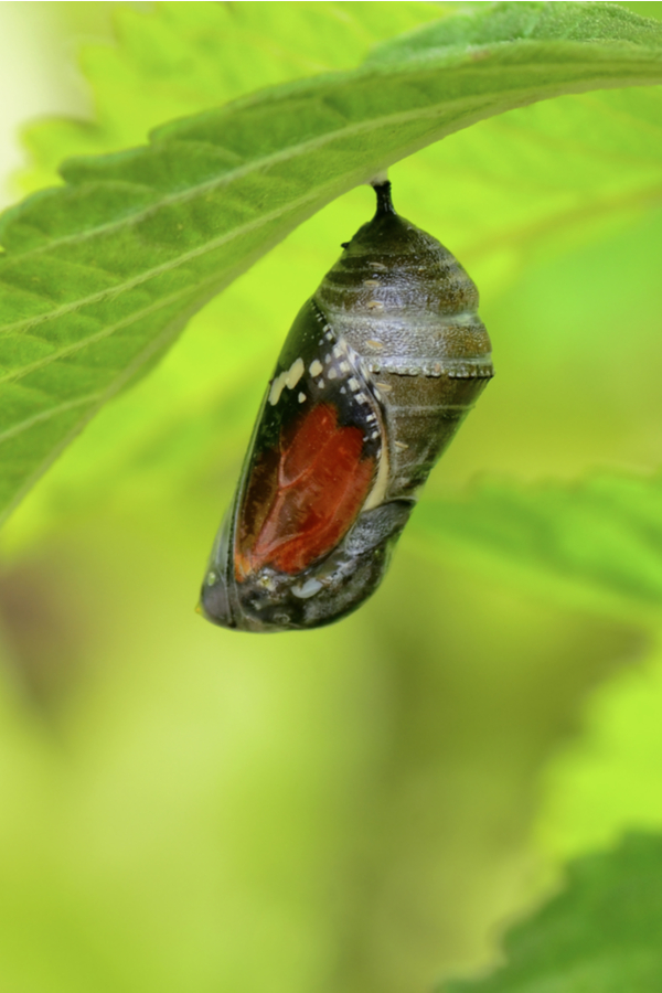 A butterfly about ready to hatch out of their chrysalis. A good butterfly garden has plant options for butterflies and caterpillars.