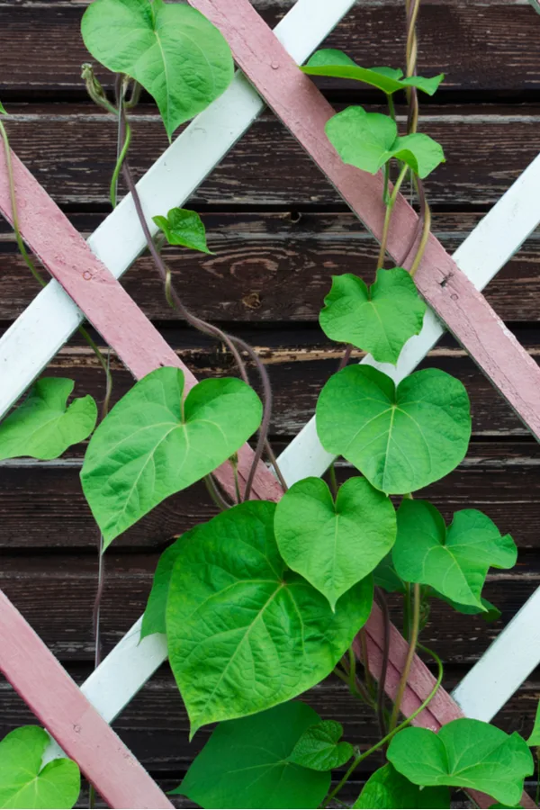 A new clematis vine climbing up a lattice structure not blooming. 