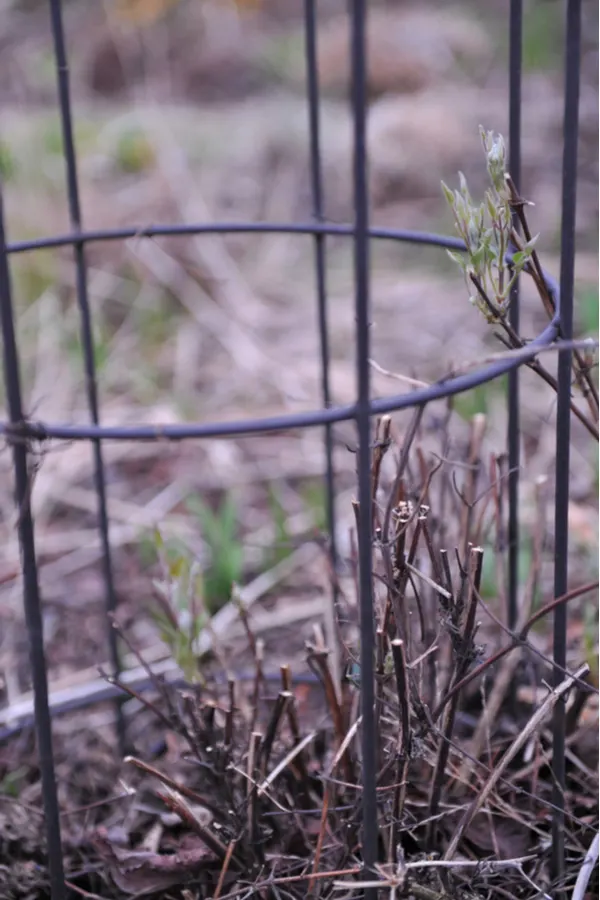 Clematis vines pruned back about a foot above the soil line. 