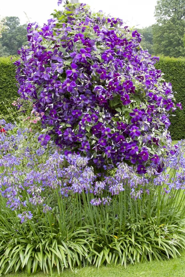 Purple clematis growing up a pole with purple flowers in front of the base of the plant. 