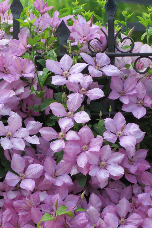 Several clematis blooms in light purple climbing up a wire fence. 
