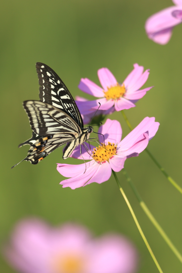 A butterfly sitting atop a light purple cosmos bloom.