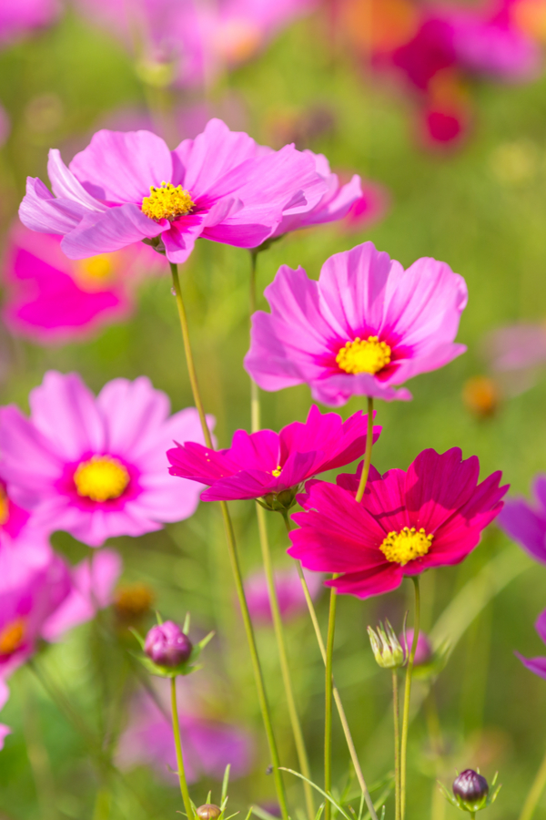 pink and purple cosmos blooms with the green foliage in the background