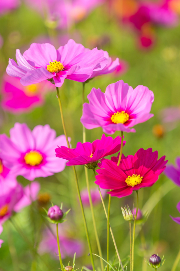 Cosmos Flower