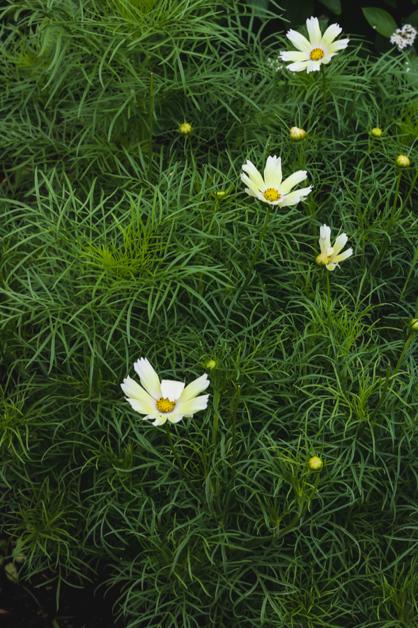 A cosmos plant that is full of mostly foliage and hardly any white blooms