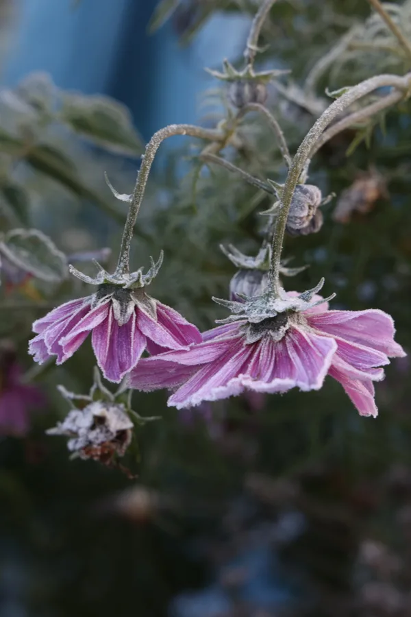 Two dark pink cosmos blooms covered in frost and drooping downward.