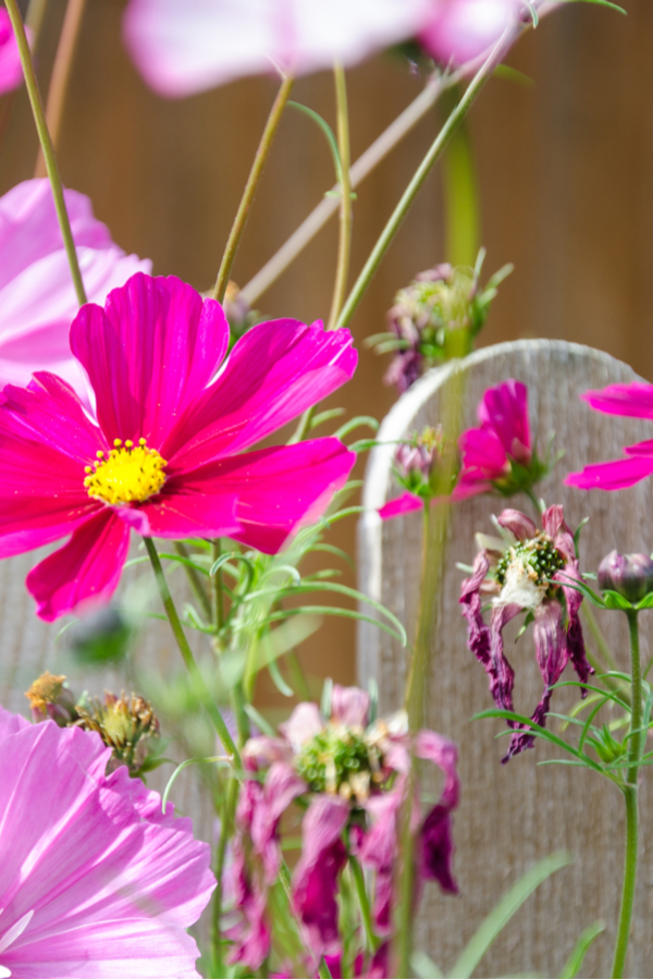 A bright pink and light purple cosmos bloom along side several spent blooms 
