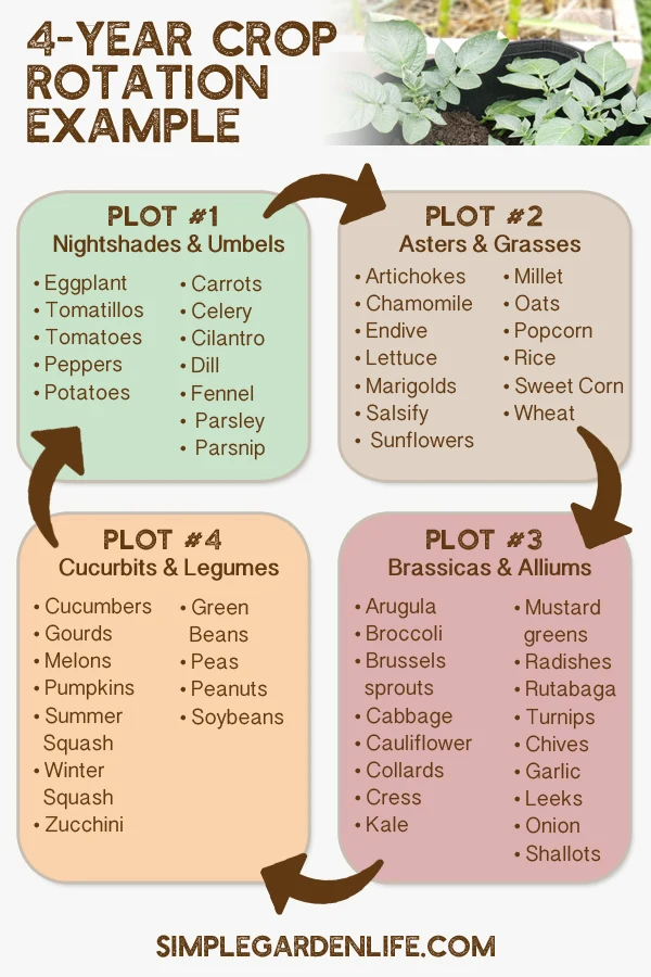 An example of a garden crop rotation every four years. 