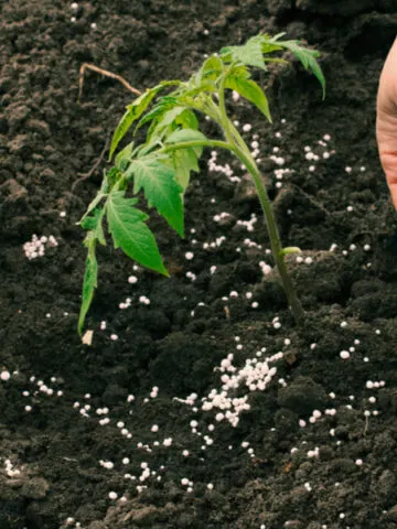how to fertilize tomatoes right