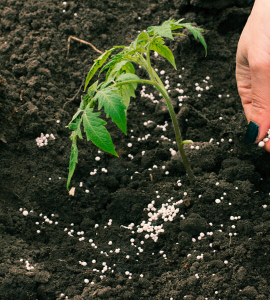 how to fertilize tomatoes right