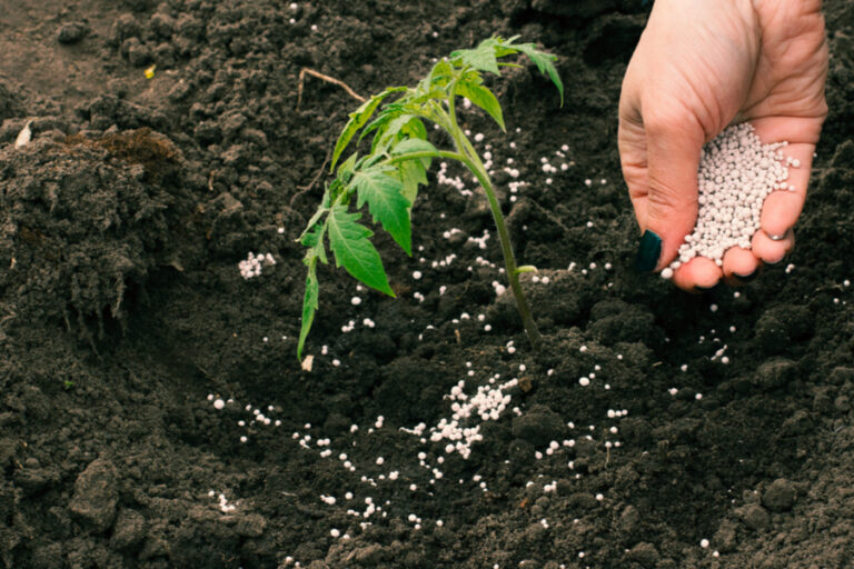 how to fertilize tomatoes right