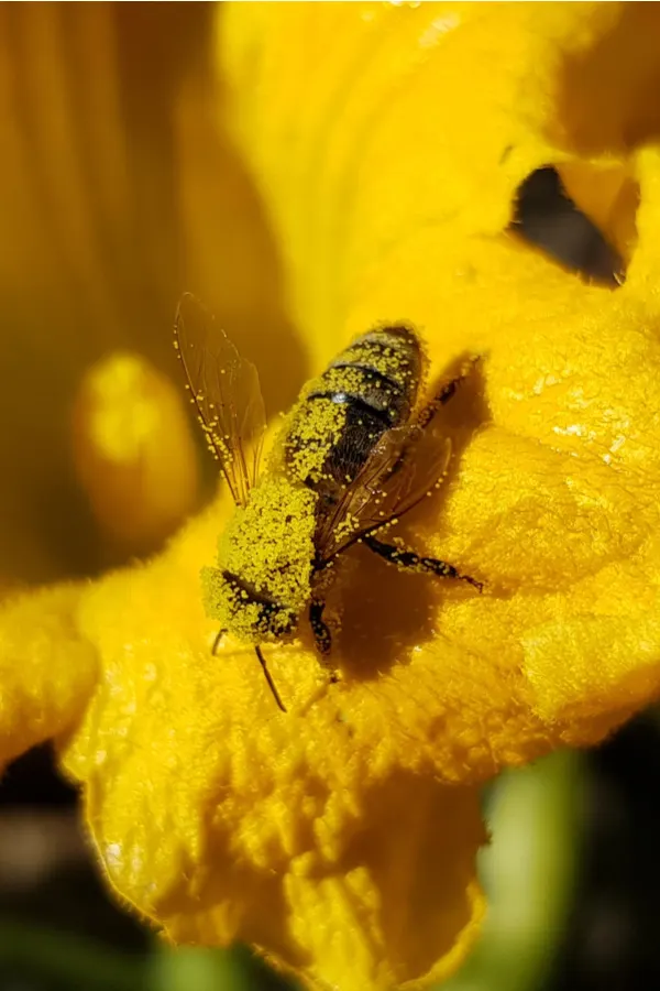 A bee covered in pollen on a zucchini flower