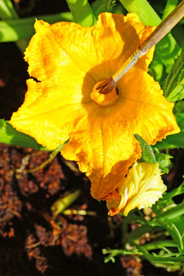 A paint brush adding pollen to the stigma of a zucchini bloom. This is simple hand pollination